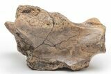 Fossil Dinosaur (Triceratops) Vertebra Section - Montana #219118-2